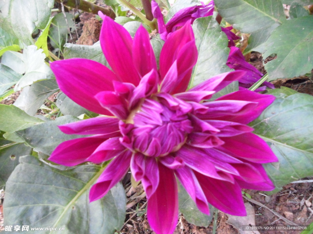 菊花类