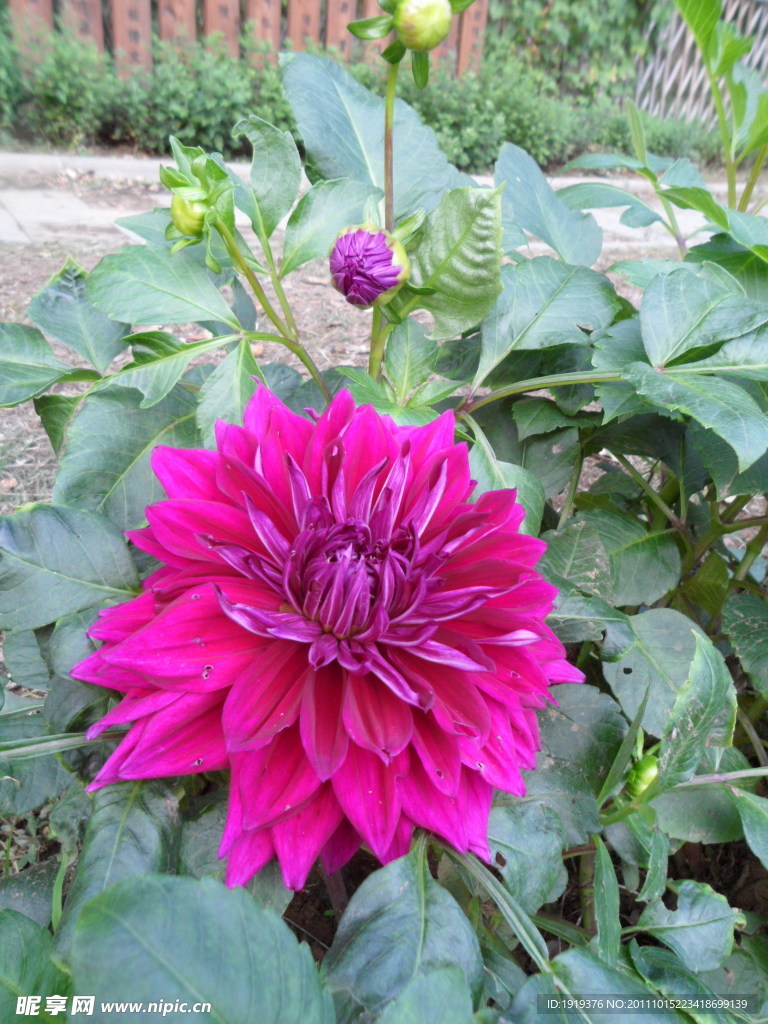 菊花类