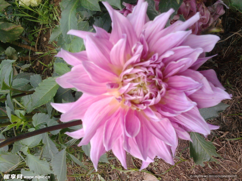 菊花类