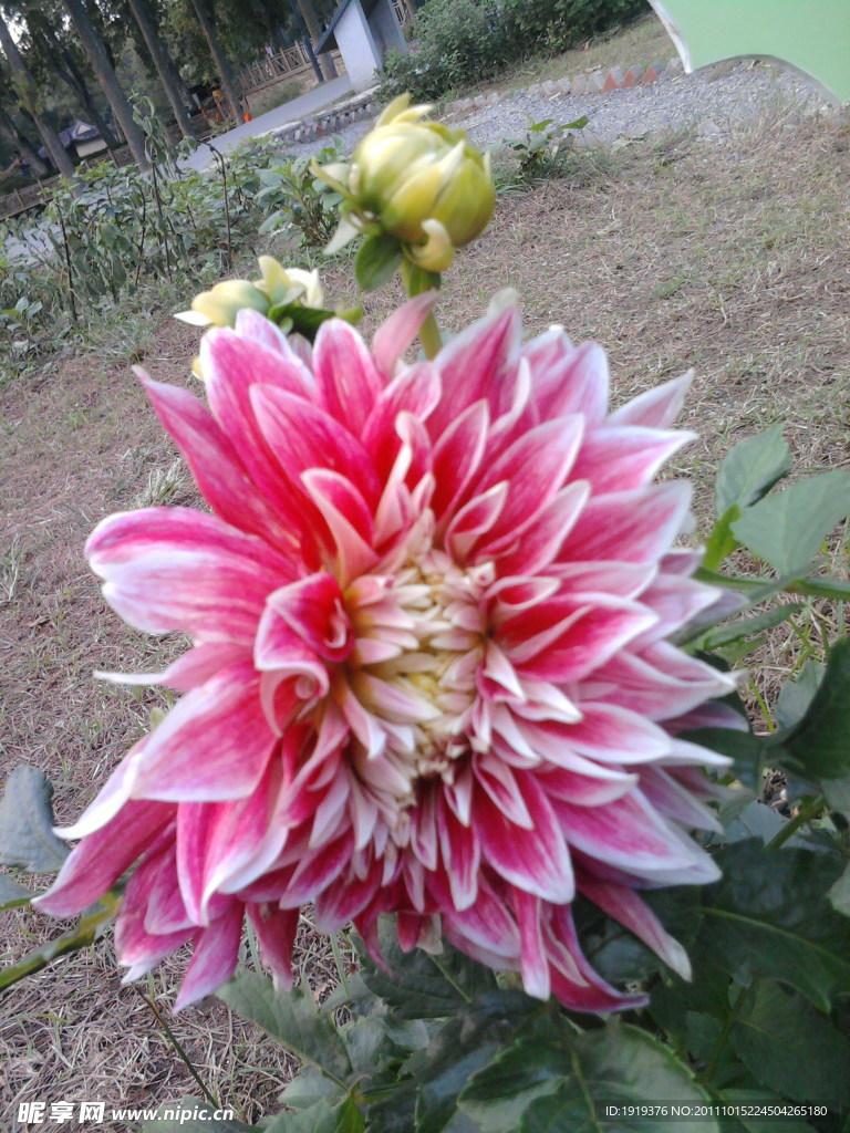 菊花类