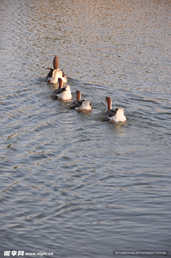 湖面上排队游泳的鸭子