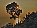 夕阳下树的剪影