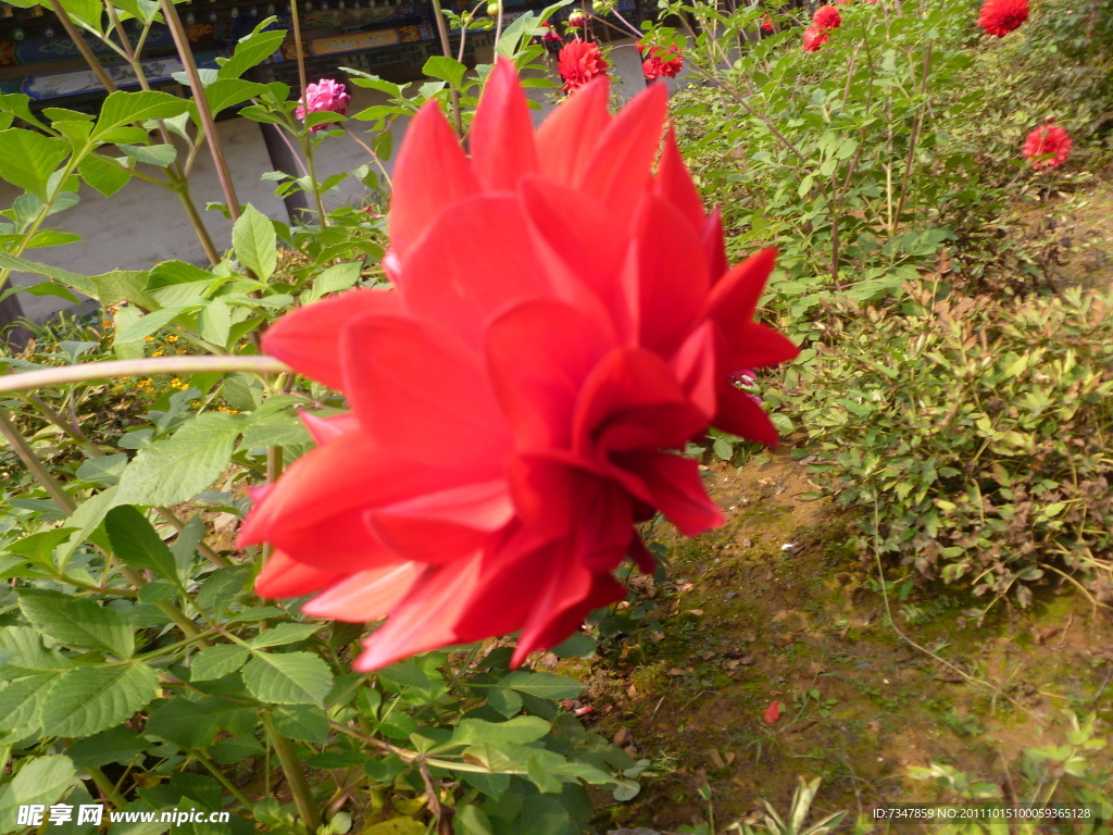 芍药