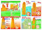 玉米报纸宣传单