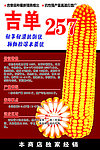 玉米海报