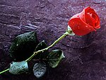 玫瑰花