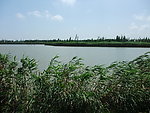 上海崇明东滩湿地照片