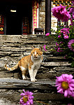 守候的猫
