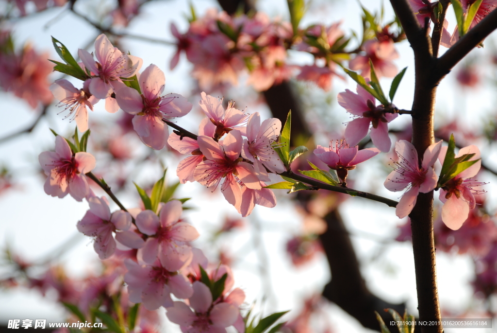 桃花