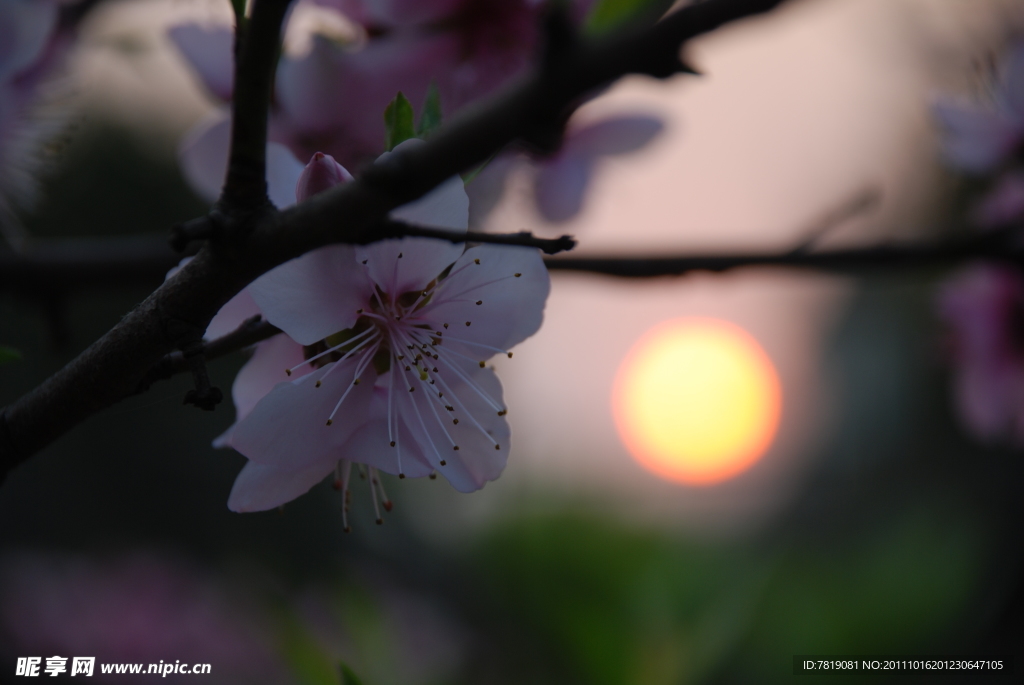 桃花 落日