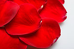 玫瑰花瓣