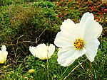 秋英花