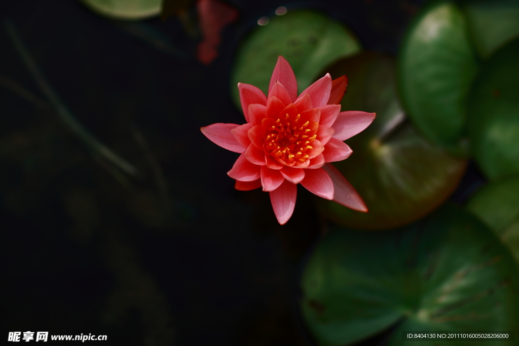 睡莲
