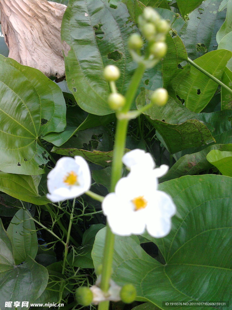 花卉类