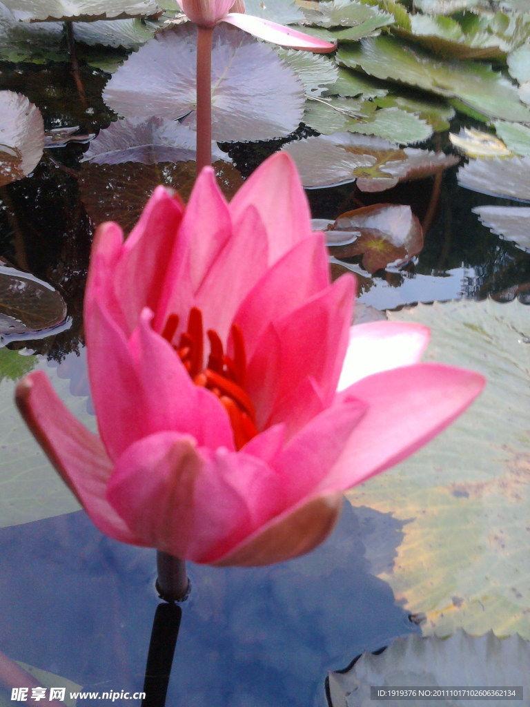 花卉类