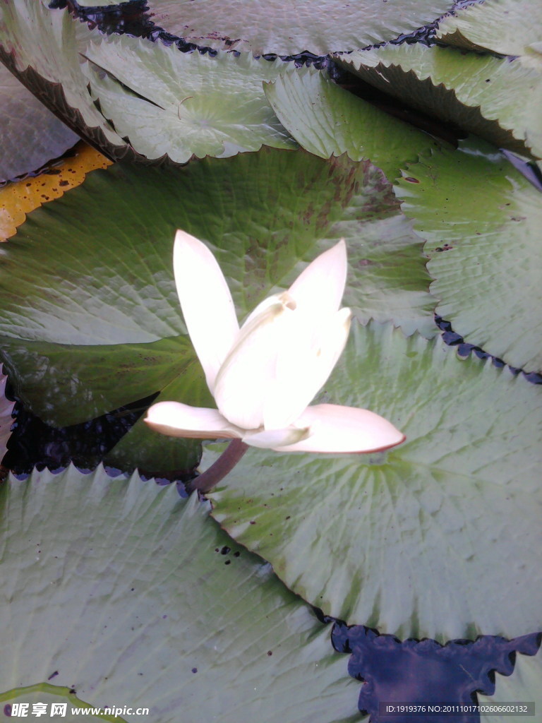 花卉类