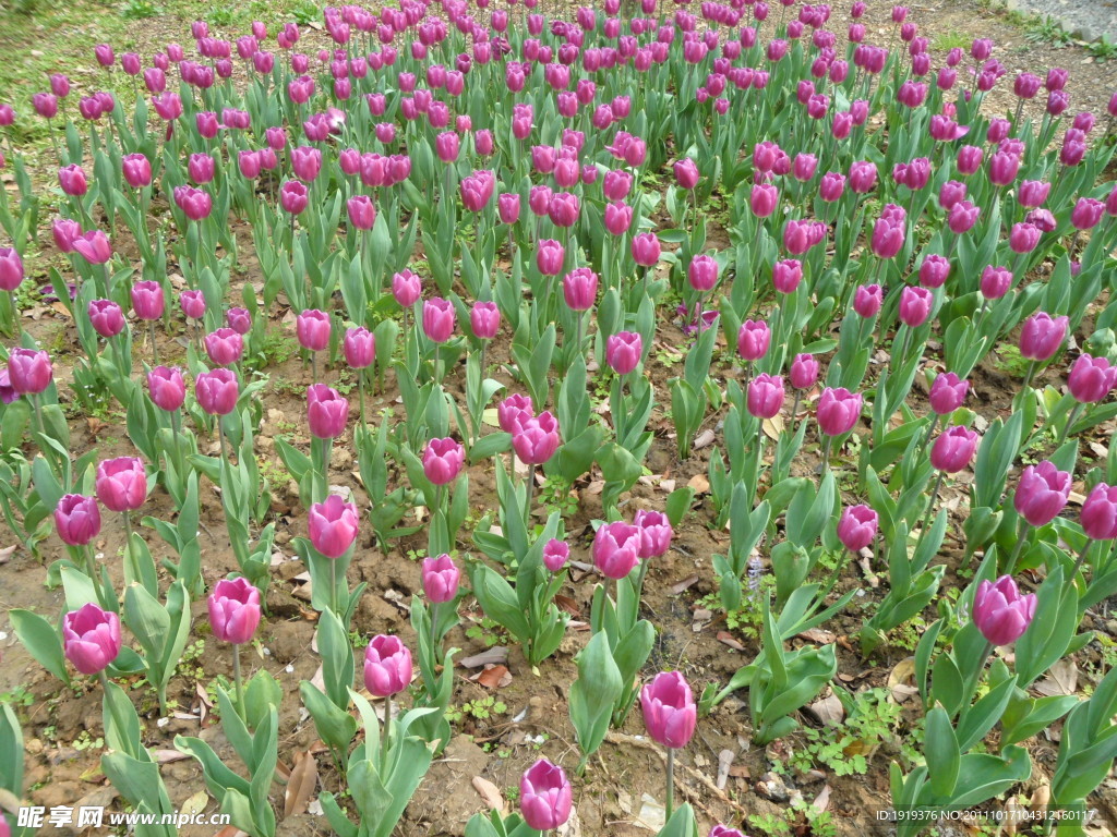 花卉类