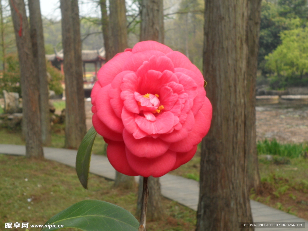 花卉类