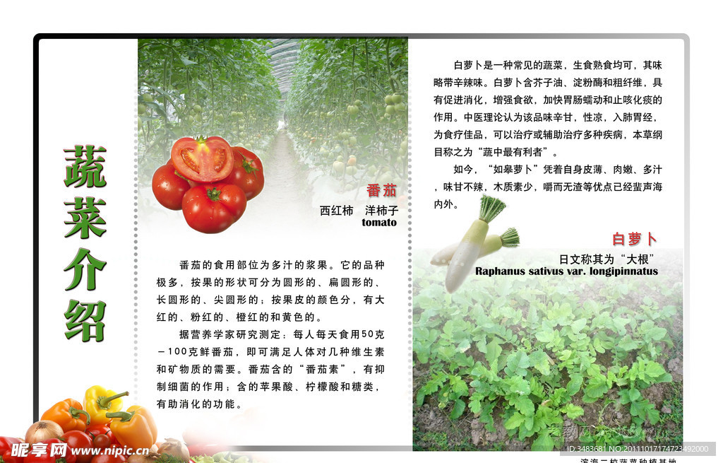 种植园蔬菜介绍