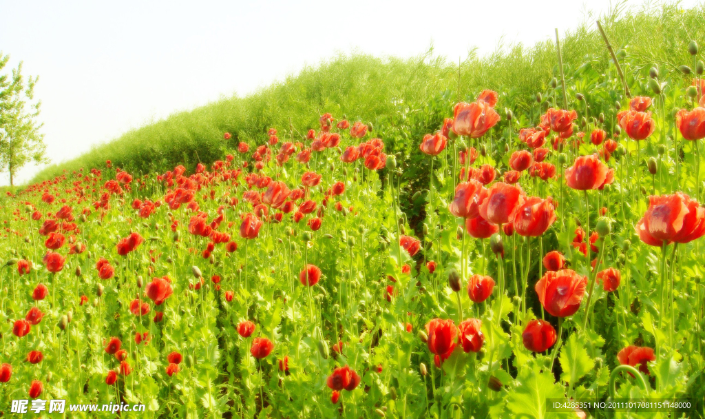 鲜花草地