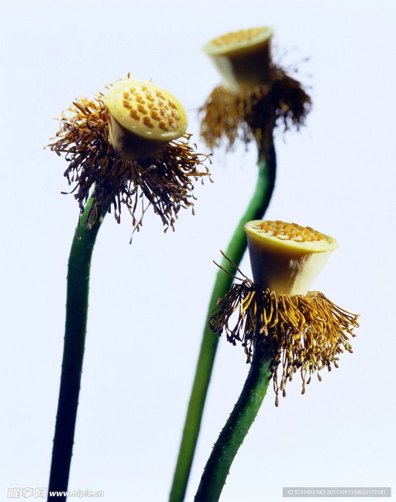 莲子莲花图片