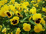 蝴蝶花