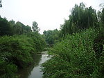 河边杨柳