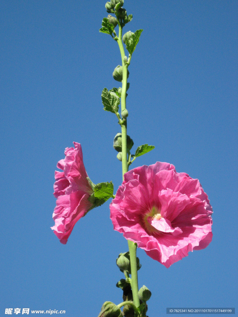 蜀葵