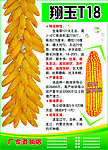 玉米种子海报