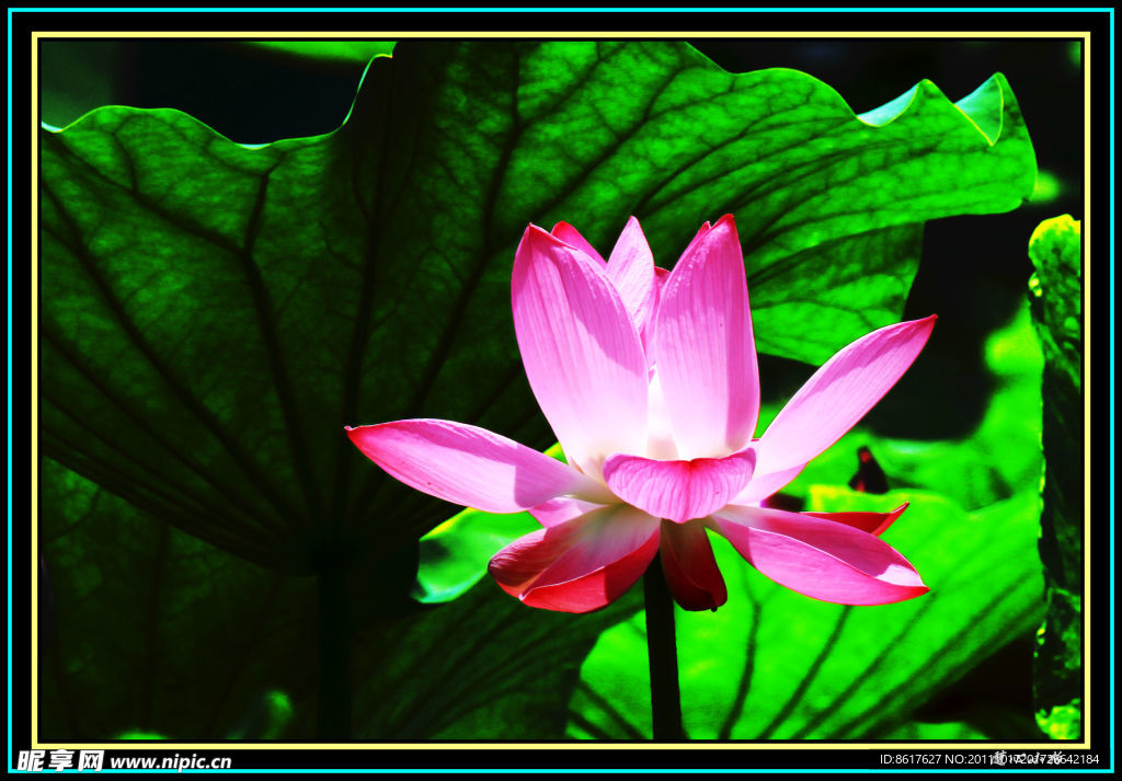 荷花
