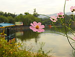 一枝花