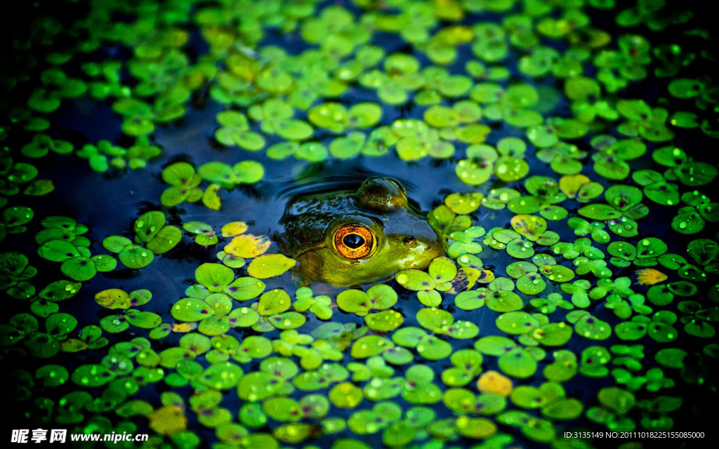 水中的青蛙