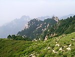 山坡绿树