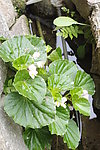 绿色植物