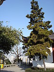松树