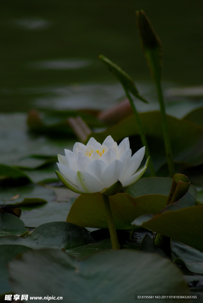 荷花