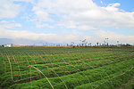 乡村风景