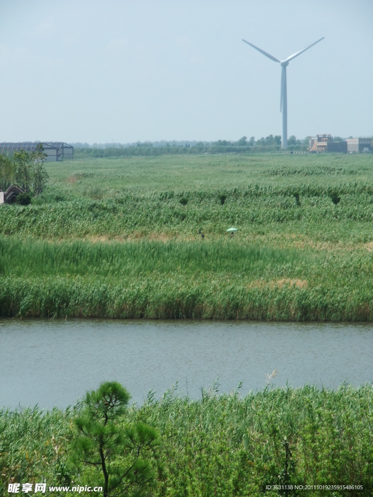 上海崇明东滩湿地照片