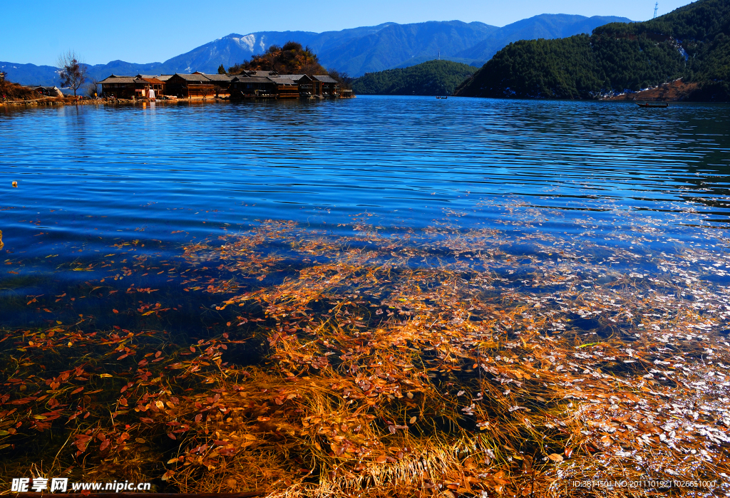 泸沽水草