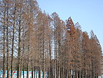 杉树