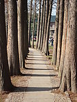 林荫道