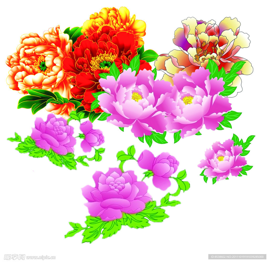 牡丹花
