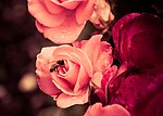 蜜蜂与花