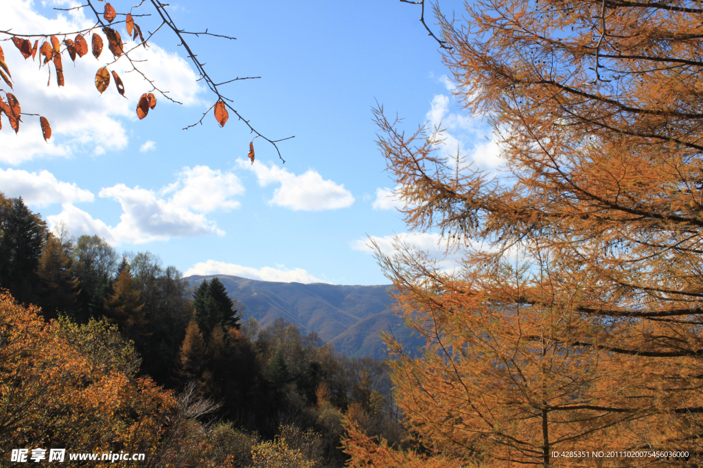 宽幅山林