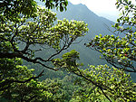 宽幅山林