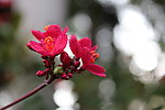 小红花