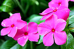 长春花