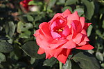 月季花