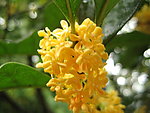 桂花