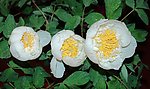 花儿